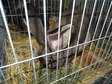 Największa w Polsce wystawa królików i drobnego inwentarza za nami